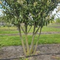 Prunus laurocerasus 'Caucasica' - 5