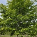 Carpinus betulus - Foto 3