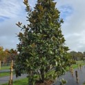 Magnolia grandiflora 'Galissonnière' - Foto 1