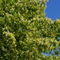 Tilia cordata 'Böhlje' - 1