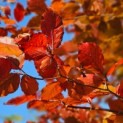 Fagus sylvatica 'Atropunicea' - impressie kleurnuances rode of bruine beuk.  Herfst