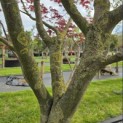 Acer palmatum 'Bloodgood' - 5