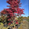 Acer palmatum 'Bloodgood' - 3