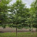 Styrax japonicus - 3