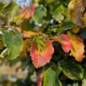 Parrotia persica 'Vanessa' - Foto 1