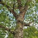 Betula Nigra - 5