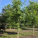 Juglans regia - 4 juni 2026