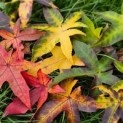 Liquidambar styraciflua 'Palo Alto' - impressie diverse bladtinten herfst