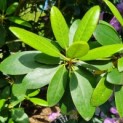 Rhododendron 'Catawbiense Grandiflorum' - Afbeelding 1