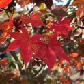 Acer palmatum 'Osakazuki' - Foto 1