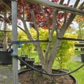Acer palmatum 'Bloodgood' - 6