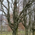 Carpinus betulus 'Frans Fontaine'   (Fastigiata) - 1