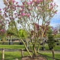 Magnolia 'Susan' - 2