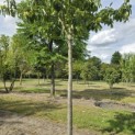 Castanea sativa 'Lyon' - Foto 2