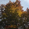 Fagus sylvatica 'Atropunicea' - 2