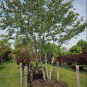 Amelanchier lamarckii - Foto 2