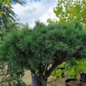 Pinus sylvestris 'Watereri' - Foto 4