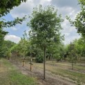 Prunus avium 'Plena' - 1
