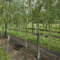 Salix x sepulcralis 'Chrysocoma' - Foto 3