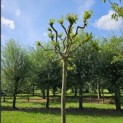Platanus x hispanica 'Alphen's Globe' - 1