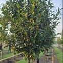 Prunus laur. Caucasica - 6