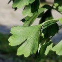 Ginkgo biloba - impressie zomerblad