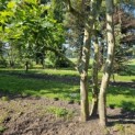 Platanus x Hispanica - 4