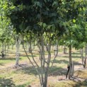 Parrotia persica 'Vanessa' - 4