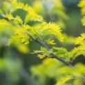 Gleditsia Sunburst