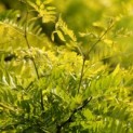Gleditsia Sunburst