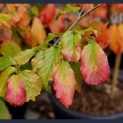 Parrotia persica 'Vanessa' - impressie blad oktober