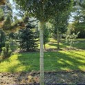 Prunus Lusitanica - 4