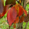 Stewartia Rostrata