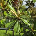 Magnolia grandiflora 'Galissonnière' - 2