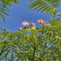 Albizia julibrissin - 1