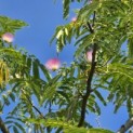 Albizia julibrissin - 2