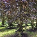 Fagus sylvatica 'Atropunicea' - Foto 1