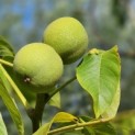 Juglans regia 'Buccaneer'' - 3