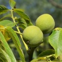 Juglans regia 'Buccaneer'' - 4
