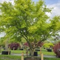 Acer palmatum - 1