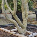 Parrotia persica - 7