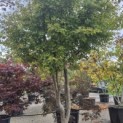 Acer palmatum - 3