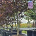Acer palmatum 'Bloodgood' - Foto 2