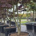 Acer palmatum 'Bloodgood' - Foto 1
