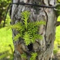 Taxus baccata dovastoniana 'Aurea Pendula' - 4