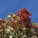 Heptacodium miconioides - Foto 5