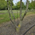 Carpinus Betulus - Foto 1