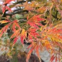 Acer palmatum 'Dissectum' - 4