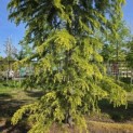 Cedrus deodara 'Aurea' - 6