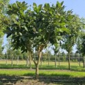 Quercus pontica - 1